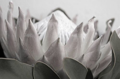 Protea 8 von Carla Mesken-Dijkhoff