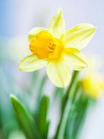 Narcis