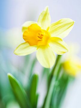 Daffodil by Niels van der Perk