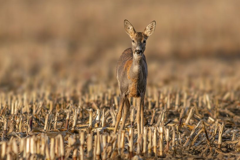 Female deer standing on harvested corn stubble field by Mario Plechaty Photography