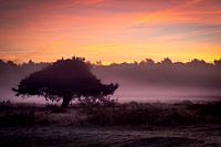 Dawn on the moors
