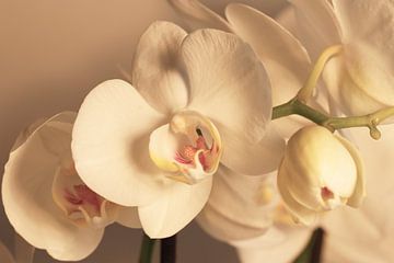 Witte orchidee van Cora Unk