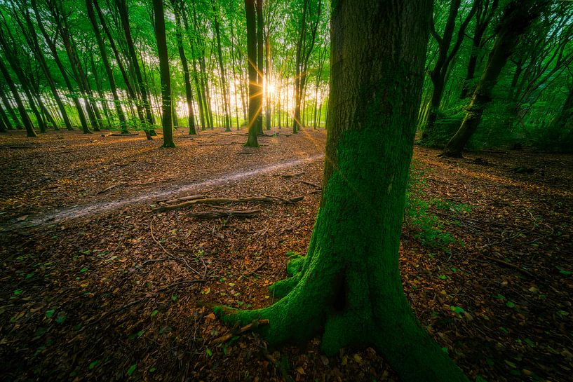 Het Speulderbos in de herfst van Roy Poots