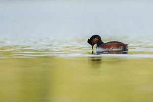 Geoorde fuut van Menno Schaefer