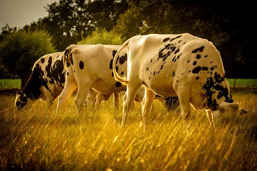 Vaches dans la lumière dorée du soir