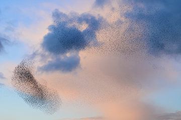 Spreeuwen tijdens zonsondergang aan het eind van de dag van Sjoerd van der Wal Fotografie