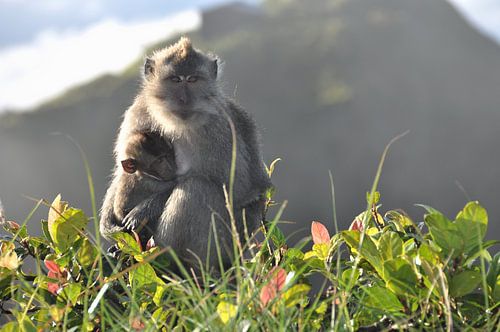De koninklijke hemelvaart: een aap en zijn baby op de top van een Balinese vulkaan