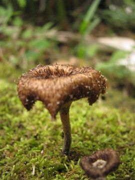 Gouden paddenstoel van Daphne Wessel
