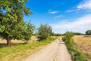 Landschaft mit Weg und Bäumen bei Niex