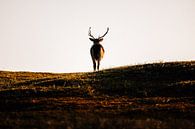 Natuurfotografie - Hert van Michiel de Bruin thumbnail