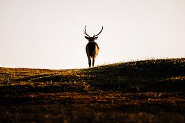 Nature Photography - Deer by Michiel de Bruin
