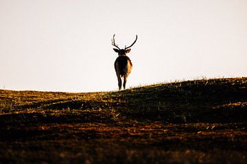 Naturfotografie - Hirsche