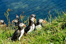 Papageitaucher Schottland von Kees Ham