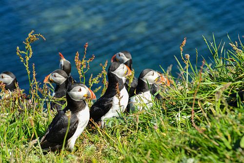 Papageitaucher Schottland