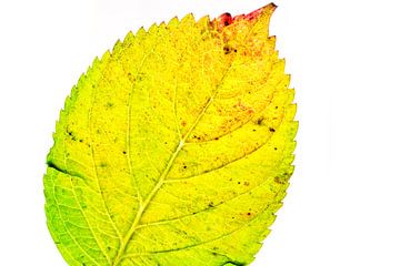 Feuilles d'automne colorées sur fond blanc sur Carola Schellekens