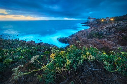 Kasteel van Boccale en een plant op de rotsen