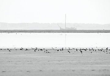 Vogels op het Westerstrand van Schiermonnikoog van Signatuur Fotografie