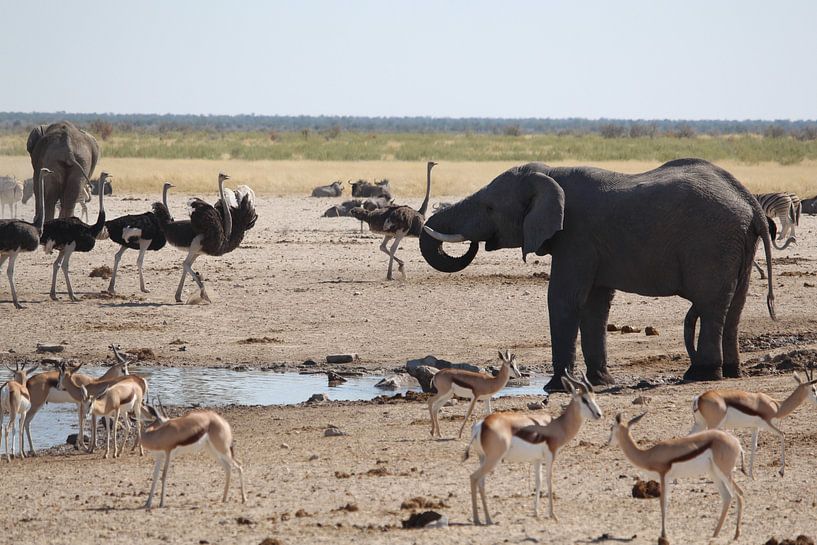 Éléphants, impalas et autruches dans un étang au Botswana, en Afrique. par Phillipson Photography