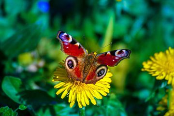 vlinder van Ramunas Batovas