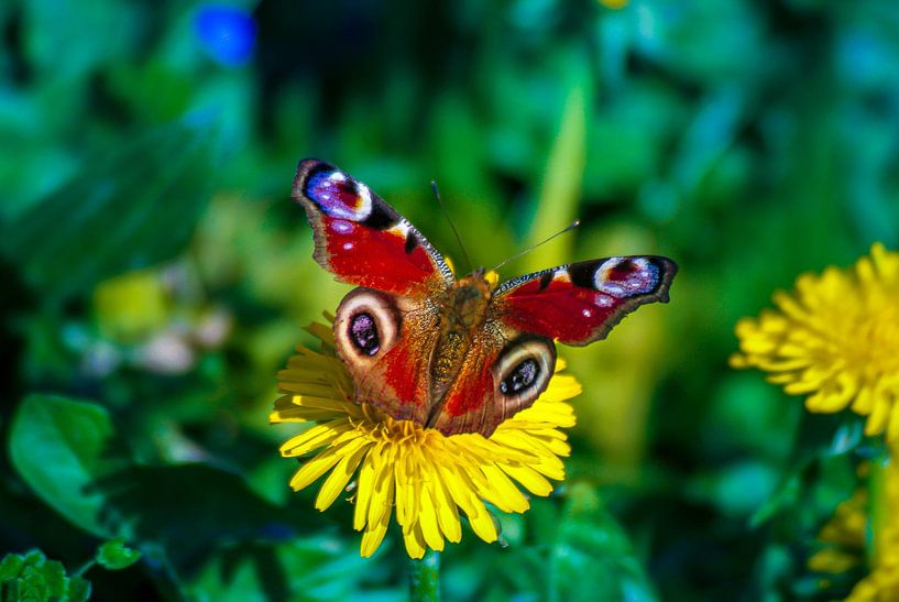 butterfly by Ramunas Batovas