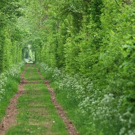 A travers les arbres dans la forêt sur Ferry Krauweel