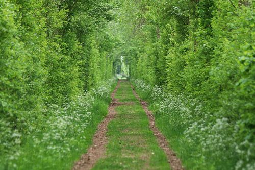 Door de bomen het bos in