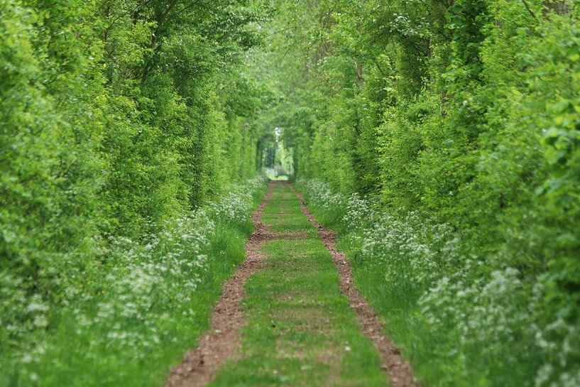 Door de bomen het bos in van Ferry Krauweel