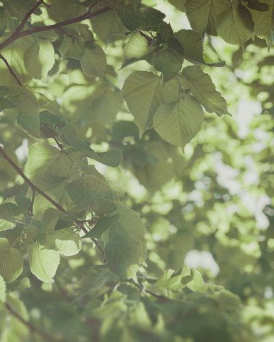 Im grünen Licht von 7R.Collection