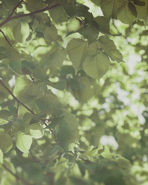 In Green Light by 7R.Collection