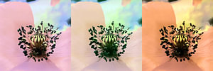 Poppy Day
