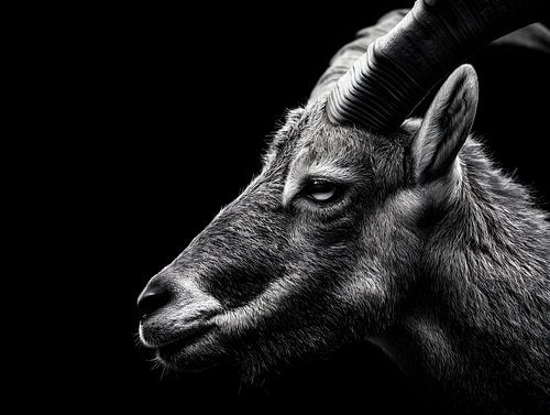 Bok in de schaduw – Wilde gratie