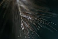 Winterse dans van lijnen