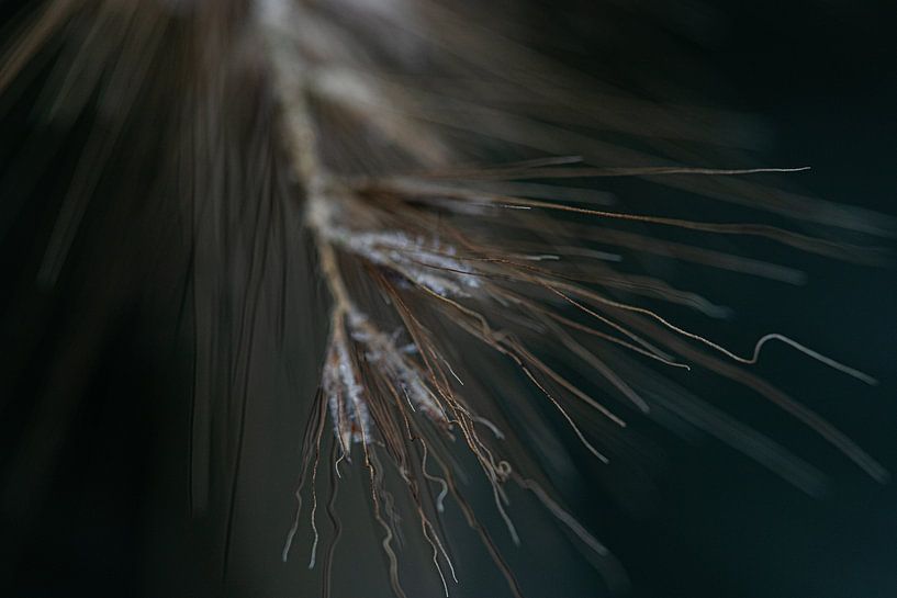 Winter dance of lines by Nicole Schmidt