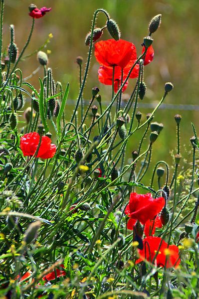 Maïsbloesem van Edgar Schermaul