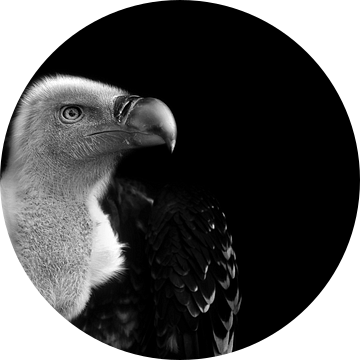 Vale gier, zwart wit fotografie van Rian Verweijmeren