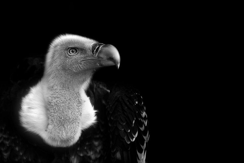 Vale gier, zwart wit fotografie par Rian Verweijmeren