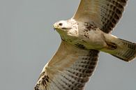 Close-up van roofvogel (Buizerd) van Caroline Pleysier thumbnail