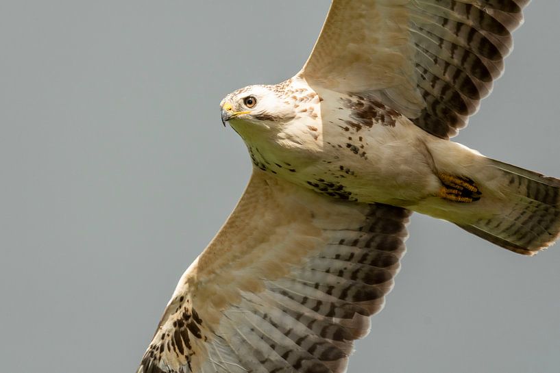 Close-up van roofvogel (Buizerd) van Caroline Pleysier