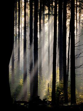 Les harpes du soleil dans la forêt de Speulder sur Eddy Westdijk