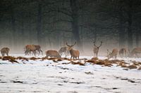 Red deer in the snow