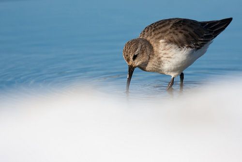 Dunlin (Calidris alpina) foraging in water