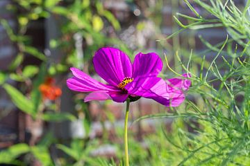 Fleurs et plantes sur Christiaan De Vries