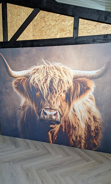 Customer photo: Rustic Beauty - Scottish highlander in Contemplation by Eva Lee, as wallpaper