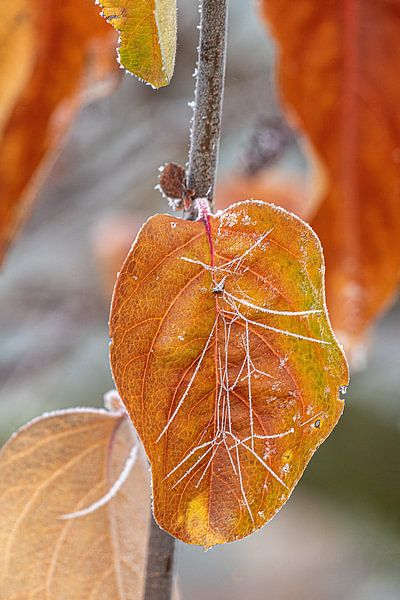 Feuille colorée avec toiles d'araignées givrées | Macrophotographie par Flatfield