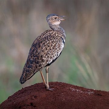 Das stattliche Moorhuhn in der Savanne