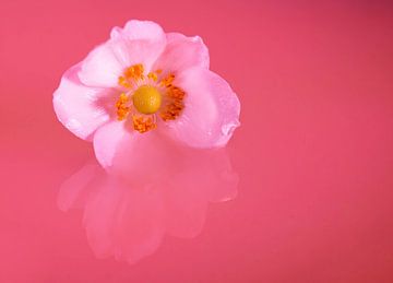Witte bloem met roze achtergrond en reflectie van Linda van der Meer