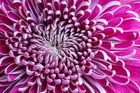 Roze Chrysant.