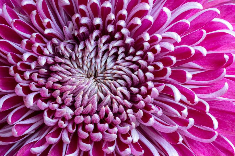 Roze Chrysant. van Karen de Boer