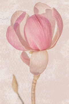 stilleven van een Magnolia tak van Caroline Drijber