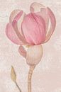 stilleven van een Magnolia tak van Caroline Drijber thumbnail